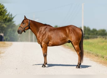 Welsh C (of Cob Type) Mix, Gelding, 5 years, 14,1 hh, Bay