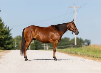 Welsh C (of Cob Type) Mix, Gelding, 5 years, 14,1 hh, Bay