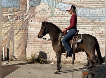 Welsh C (of Cob Type), Gelding, 6 years, 11 hh, Bay