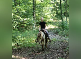 Welsh C (of Cob Type), Gelding, 6 years, 12.1 hh, Champagne