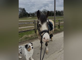 Welsh C (of Cob Type), Gelding, 6 years, 12,2 hh, Buckskin