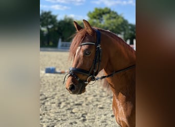 Welsh C (of Cob Type), Gelding, 6 years, 13,1 hh, Chestnut-Red
