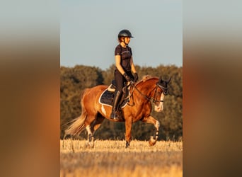 Welsh C (of Cob Type), Gelding, 6 years, 13,3 hh, Chestnut-Red