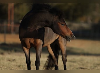 Welsh C (of Cob Type), Gelding, 7 years, 11 hh, Bay