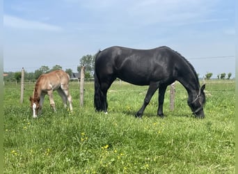Welsh C (of Cob Type), Gelding, 7 years, 13,1 hh, Black