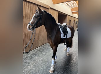 Welsh C (of Cob Type), Gelding, 7 years, 14,1 hh, Brown