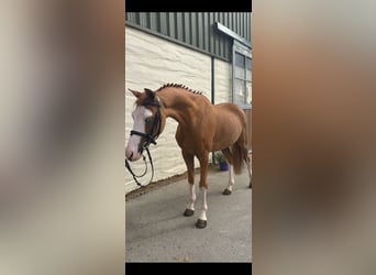 Welsh C (of Cob Type), Gelding, 8 years, 12.2 hh, Chestnut