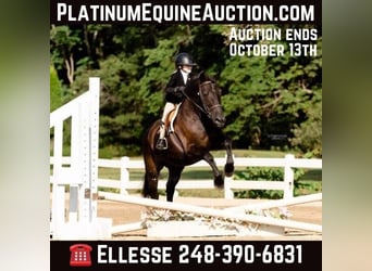 Welsh C (of Cob Type), Gelding, 8 years, 14.1 hh, Black