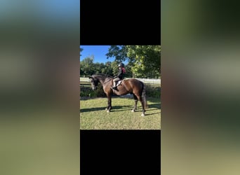 Welsh C (of Cob Type), Gelding, 8 years, 14,1 hh, Black