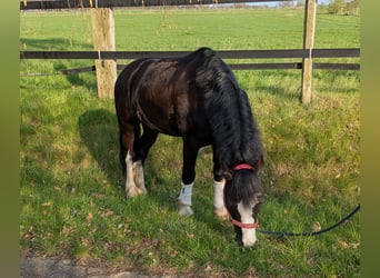 Welsh C (of Cob Type), Gelding, 9 years, 12,3 hh, Black