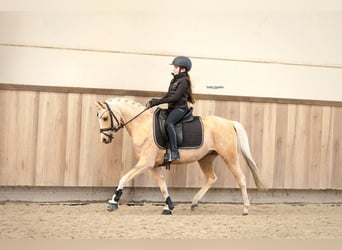 Welsh C (of Cob Type), Mare, 10 years, 13.1 hh, Palomino