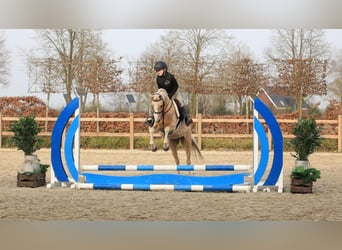 Welsh C (of Cob Type), Mare, 10 years, 13.1 hh, Palomino