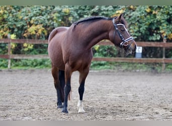 Welsh C (of Cob Type), Mare, 10 years, 13,2 hh, Brown