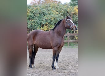 Welsh C (of Cob Type), Mare, 10 years, 13,2 hh, Brown