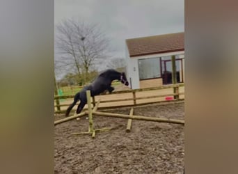 Welsh C (of Cob Type), Mare, 10 years, Black