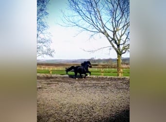 Welsh C (of Cob Type), Mare, 11 years, 12,2 hh, Black