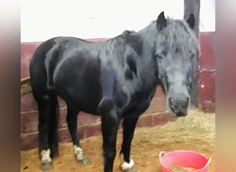 Welsh C (of Cob Type), Mare, 11 years, 12,2 hh, Black