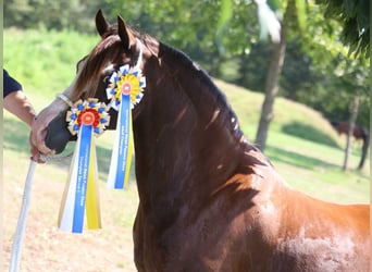 Welsh C (of Cob Type), Mare, 12 years, 13.1 hh, Chestnut-Red