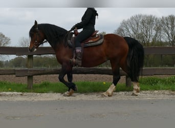 Welsh C (of Cob Type), Mare, 12 years, 13.2 hh, Brown