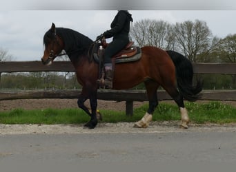 Welsh C (of Cob Type), Mare, 12 years, 13.2 hh, Brown