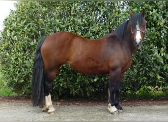 Welsh C (of Cob Type), Mare, 12 years, 13.2 hh, Brown