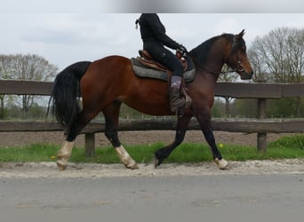 Welsh C (of Cob Type), Mare, 12 years, 13,2 hh, Brown
