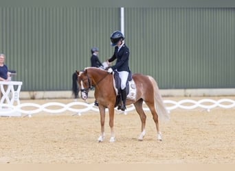 Welsh C (of Cob Type), Mare, 13 years, 12,3 hh, Chestnut