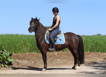 Welsh C (of Cob Type), Mare, 13 years, 13 hh, Brown