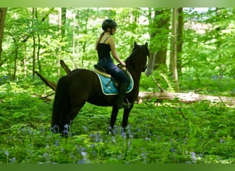 Welsh C (of Cob Type), Mare, 13 years, 13 hh, Brown