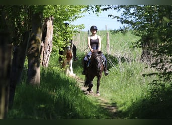 Welsh C (of Cob Type), Mare, 13 years, 13 hh, Brown