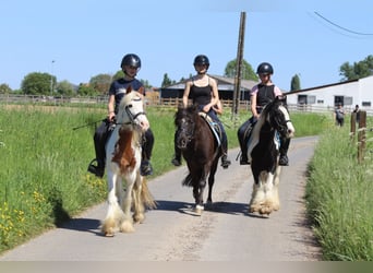 Welsh C (of Cob Type), Mare, 13 years, 13 hh, Brown
