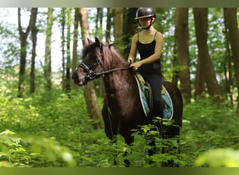 Welsh C (of Cob Type), Mare, 13 years, 13 hh, Brown