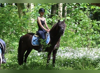 Welsh C (of Cob Type), Mare, 13 years, 13 hh, Brown