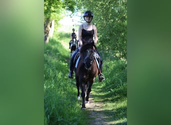 Welsh C (of Cob Type), Mare, 13 years, 13 hh, Brown