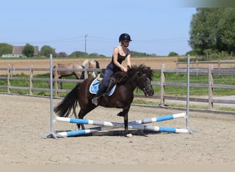 Welsh C (of Cob Type), Mare, 13 years, 13 hh, Brown