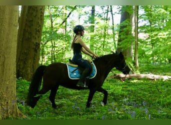 Welsh C (of Cob Type), Mare, 13 years, 13 hh, Brown