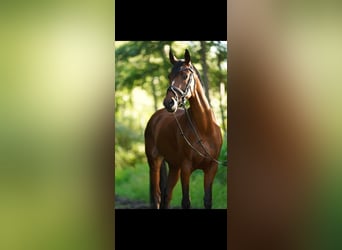 Welsh C (of Cob Type), Mare, 13 years, 14,3 hh, Brown