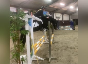 Welsh C (of Cob Type), Mare, 14 years, 13 hh, Black