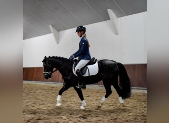 Welsh C (of Cob Type), Mare, 14 years, 13 hh, Black