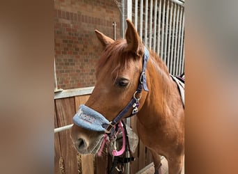 Welsh C (of Cob Type) Mix, Mare, 14 years, 13,1 hh, Chestnut-Red