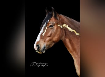 Welsh C (of Cob Type), Mare, 14 years, 14.2 hh, Brown