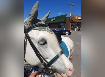 Welsh C (of Cob Type) Mix, Mare, 15 years, 13,1 hh, Gray