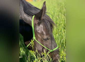 Welsh C (of Cob Type), Mare, 15 years, 14 hh, Black