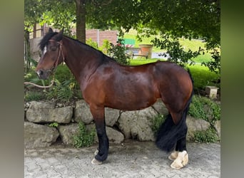 Welsh C (of Cob Type), Mare, 15 years, 15,1 hh, Brown