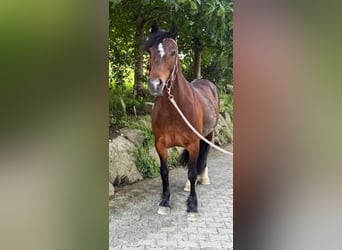 Welsh C (of Cob Type), Mare, 15 years, 15,1 hh, Brown