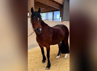 Welsh C (of Cob Type), Mare, 15 years, 15,1 hh, Brown