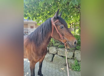 Welsh C (of Cob Type), Mare, 15 years, 15,1 hh, Brown