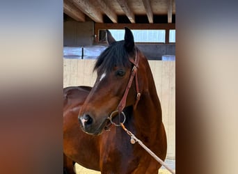 Welsh C (of Cob Type), Mare, 15 years, 15,1 hh, Brown