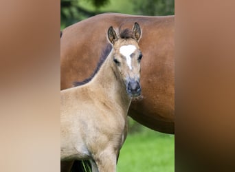 Welsh C (of Cob Type), Mare, 16 years, 13,1 hh, Brown