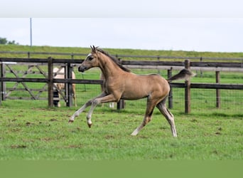 Welsh C (of Cob Type), Mare, 16 years, 13,1 hh, Brown